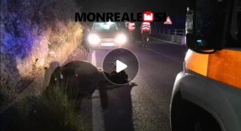 Paura sulla SS186, auto con 5 passeggeri investe mucca (VIDEO)