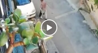 Monreale, prende a calci un gatto: scattano le indagini della Polizia municipale