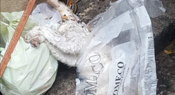 Monreale, gatto morto dentro sacchetto dei rifiuti