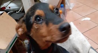 Sky salvato dai Carabinieri, ora sta bene e cerca una casa