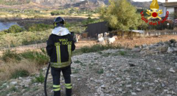 Incendio a Monreale, abitazioni e animali in pericolo (FOTO e VIDEO)