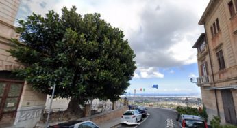 Addio al grande Ficus del Savoia, sarà estirpato: lo impone la Sovrintendenza