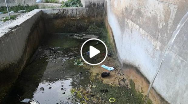 Monreale, la fontana dell’Abbeveratoio trasformata in porcile (VIDEO)