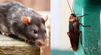 Blatte e topi a Monreale, via al piano di disinfestazione