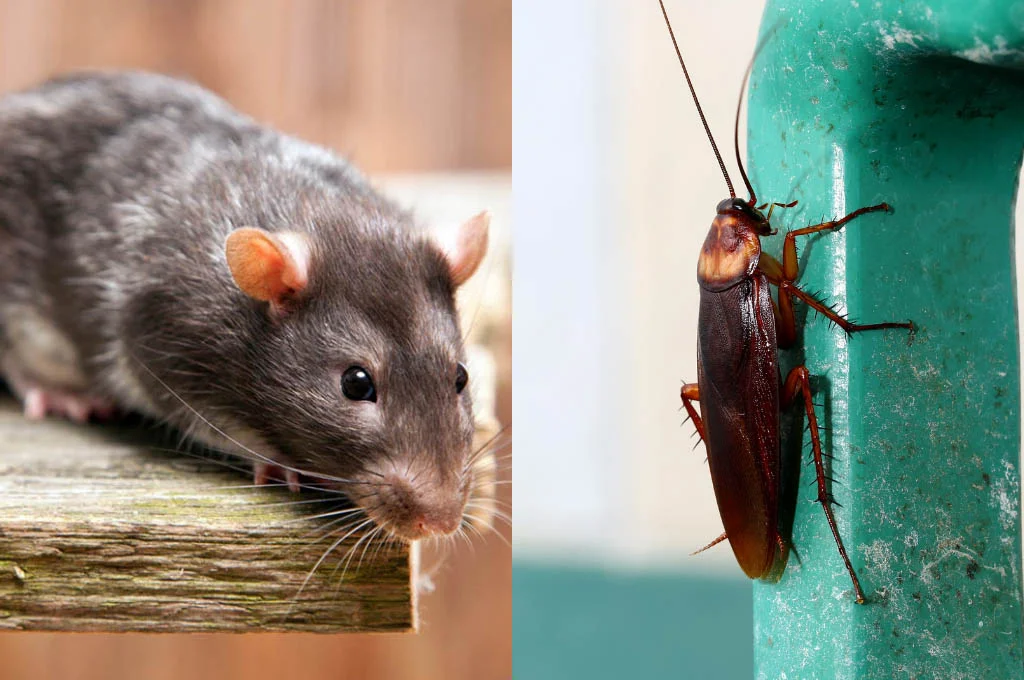 Blatte e topi a Monreale, via al piano di disinfestazione