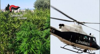 La piantagione di droga, un arresto tra Palermo e Monreale