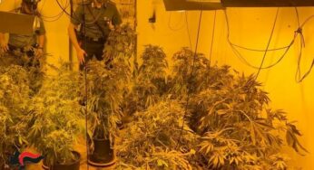Piantagione di droga, due arresti dei Carabinieri di Monreale