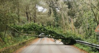 Maltempo, cade albero sulla provinciale per San Martino delle Scale
