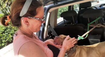 Cane sperduto a Monreale ritrova il suo proprietario