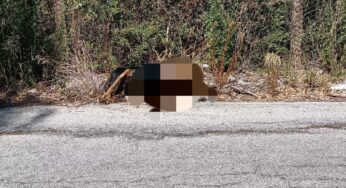 Nuovo orrore a Monreale, cane bruciato e abbandonato in strada