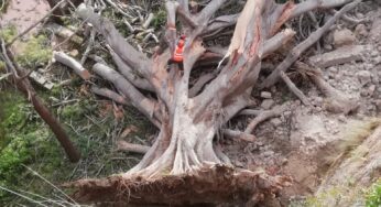 Monreale, è crollato il maestoso Ficus della Villa