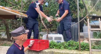 Monreale: denunciato 37enne per furto di energia e detenzione illegale di armi e animali protetti