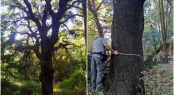 Un leccio secolare di San Martino delle Scale candidato a diventare albero monumentale